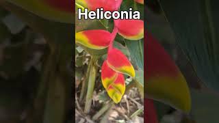 Heliconia rostrata plant [upl. by Gabel]