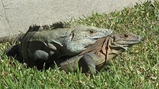 Funny iguana animal mating breeding season HD [upl. by Filippa]