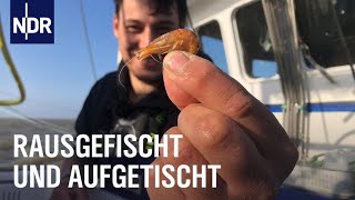 Fischereihafen Cuxhaven Täglich frischer Fisch  Die Nordreportage  NDR Doku [upl. by Idnor]