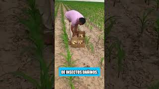 Los agricultores en Tailandia no usan pesticidas en sus campos [upl. by Hayifas340]