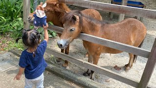 Animals visit at AFAMOSA SAFARI WONDERLAND 🙈 [upl. by Diba]