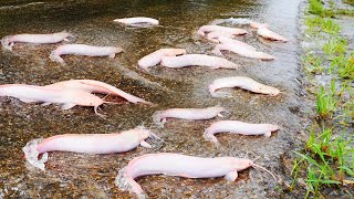 I Catch a lot of Red Catfish Cross On The Road in Flooding 2024 [upl. by Yarak]