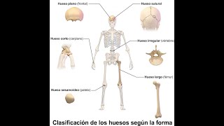 Histogénesis ósea tendones y ligamentos [upl. by Nivets980]