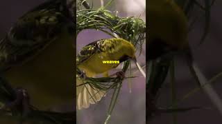 Asian Golden Weavers beautifulthailand AsianGoldenWeavers BirdWatching Thailand facts [upl. by Karli]