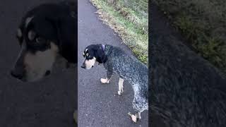 Violet going for a walk dog bluetick coonhound shorts [upl. by Harwell]