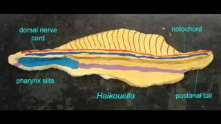 PL EXAM 1 NOTOCHORD IN CHORDATES [upl. by Averyl]