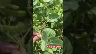 Soybean variety reels music song [upl. by Draneb]