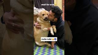 Tum ruthi rho 😂  labra rubi  youtubeshorts shorts labrador doglover funny cute viralsong [upl. by Lunnete]