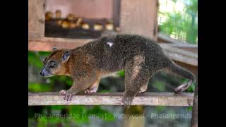 Phalangeridae Family Кускусові Phalangerids [upl. by Marlette]