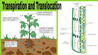 Easy difference between transpiration and translocation [upl. by Naek829]