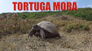 Tortuga Mora  Testudo Graeca [upl. by Aicilana302]