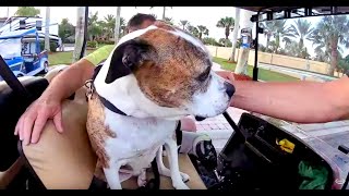 Luxury RV Pets of Port St Lucie Randy Dawn and a Marathon Coach Ep39 [upl. by Bores126]