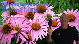 Echinacea purpurea Growing Guide Purple Coneflower by Gardeners HQ [upl. by Cowles]