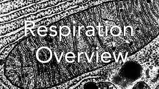 Respiration An overview [upl. by Ahseniuq]