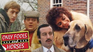 Boycies Dangerous Dog Doesnt Like Rodney  Only Fools and Horses  BBC Comedy Greats [upl. by Anuhsal199]