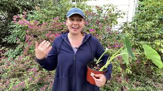 👩‍🌾 Garden With Me  Wintersowing update  Elephant ears  More Tulips 👩‍🌾 [upl. by Baudin]