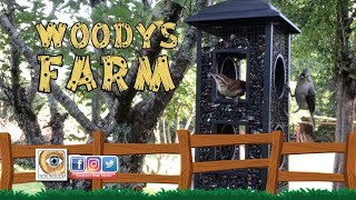 Farm Life  Perky Pet Fly Through Wild Bird Feeder [upl. by Naryb]