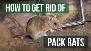 How to Get Rid of Pack RatsWoodrats 4 Easy Steps [upl. by Ellirpa927]