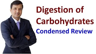 Carbohydrates Digestion [upl. by Livvi]