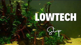 Our Low Tech Tank Visuals How to make a low tech aquarium scape [upl. by Siravrat]