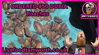 Dubia roaches adding 950 to my colony [upl. by Noonan395]