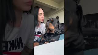 Kiss your dog music dog doglover funny funnyvideo funnyanimals funnyshorts funnydogs [upl. by Yniatirb]