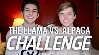 THE LLAMA VS ALPACA CHALLENGE with Luke Korns [upl. by Trofmoc22]