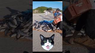 Praia dos Ingleses Florianópolis  Pesca da Tainha 2024  Tradición y Cultura Brasil [upl. by Lotson]