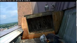 Richmond Peregrine Falcons Chicks first venture out of the nest box [upl. by Linzy]