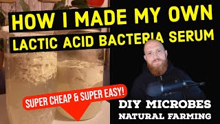 DIY Lactic Acid Bacteria Serum LABS  DIY Probiotic Microbes for Soil Compost amp Garden [upl. by Iteerp]