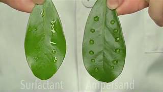 Attune Agriculture Water vs Surfactant vs Ampersand Adjuvant [upl. by Ellerey]