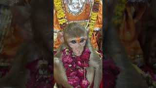 Hanuman ji darshan [upl. by Nnairak]