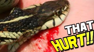 MOM AND BABY SNAKES BITE ME LIVE BABY SNAKE BIRTH  BRIAN BARCZYK [upl. by Yllier402]