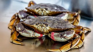 California Crab Snaring Crabbing for Beginners  The Salty Twins [upl. by Adnolat]