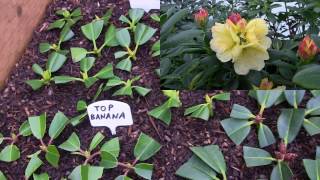 Rhododendron Propagation 2016 is Complete at Kincaids Nursery [upl. by Ullman]