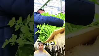 Millennial farmers use technology to plant in water in China agriculture agriculturaltechnology [upl. by Corder]