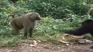 2 Chimpanzees VS Baboon [upl. by Hungarian105]