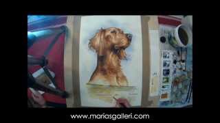 Irish setter theme portrait in watercolor [upl. by Manny]