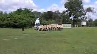 Lone Pine Border Collie Dog Sheep Show Brisbane [upl. by Atirat]