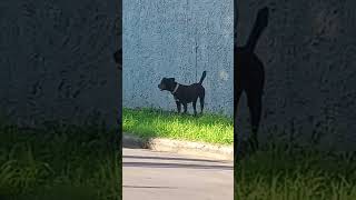 Un perro en la calle [upl. by Ursulette]