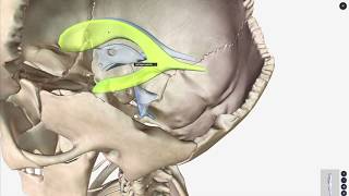 Mechanism of CSF Production and Hydrocephalus [upl. by Ecineg]