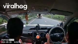 Passing Truck Sends Stray Rock Flying Into Windshield  ViralHog [upl. by Kroy336]