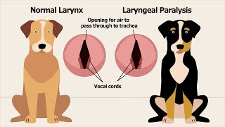 Dog Laryngeal Paralysis Educational Video [upl. by Dnomra]