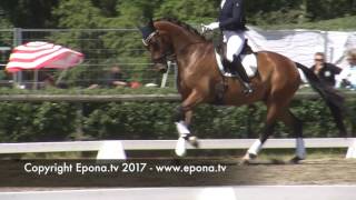 Falsterbo Horse Show warm up arena  part 1 [upl. by Lamek]