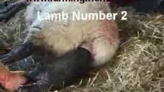 An Assisted Lambing by farmingfriendswmv [upl. by Philipp]