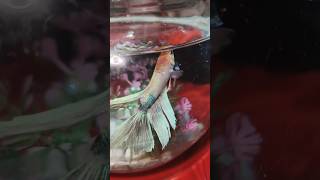 White 🤍 betta fish and fighter fish fighterfish beautiful Aquariumfish9901 [upl. by Zora]