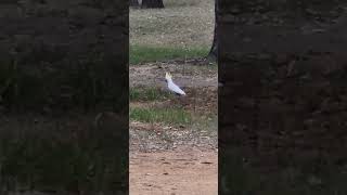 Sulphur crested Cockatoo in the wild [upl. by Fitzgerald476]