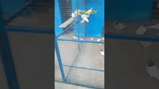 kabootarkabutarkabotarbaazi pigeon ytshorts ytviral birds ytshortsindia subscrib ytool [upl. by Zusman]