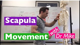 Scapula Movement  Functional Anatomy [upl. by Enyahs]