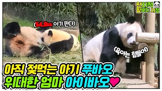 SUB 전지적 할부지 시점 ep36 장꾸력 뿜뿜 육아 난이도 최상인 아기 판다 푸바오🐼 │에버랜드 판다월드Everland Panda Fubao [upl. by Brenk810]